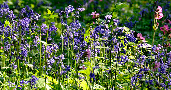 Gumley Bluebells