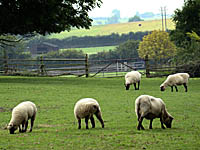 Sheep