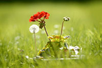 Dandelion