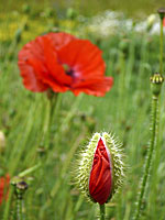 Poppy