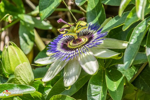 Smeeton Westerby Open Gardens 2017