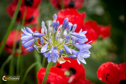 Smeeton Westerby Open Gardens 2017