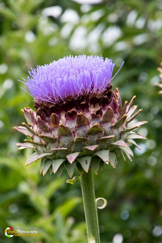 Smeeton Westerby Open Gardens 2017