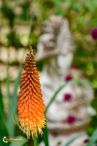 Smeeton Westerby Open Gardens