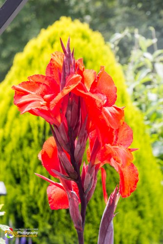 Smeeton Westerby Open Gardens