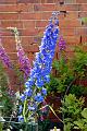 Garden9-04