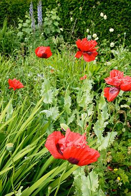 Garden10-04.JPG