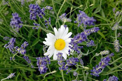 Garden15-07.JPG